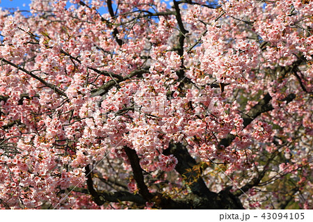 京都　東本願寺　渉成園の桜 43094105