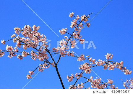 京都　東本願寺　渉成園の桜 43094107