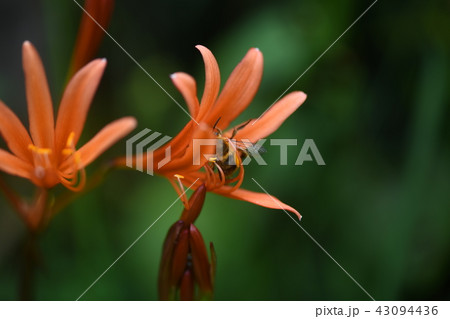 キツネノカミソリ 43094436