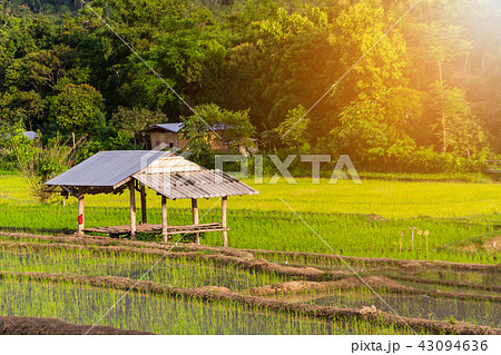 Young rice are growing in the rice fields. 43094636