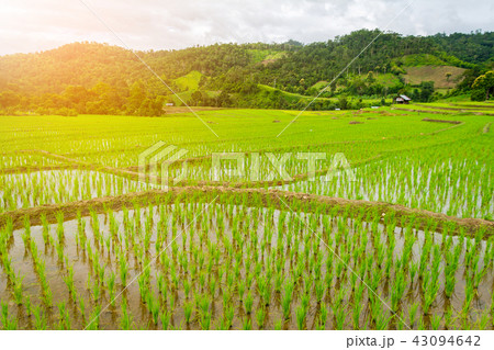 Young rice are growing in the rice fields. 43094642