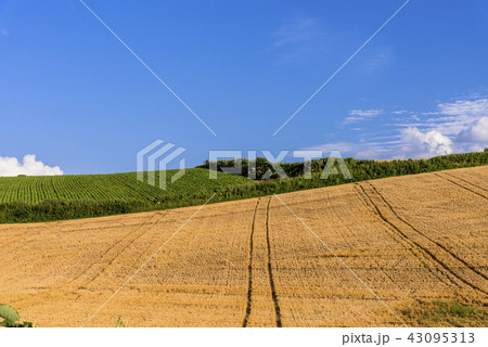 丘の町・美瑛の麦畑 43095313