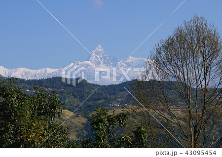ネパール サランコットの丘から見たヒマラヤ山脈 ネパール サランコットの丘から見たヒマラヤ山脈 43095454