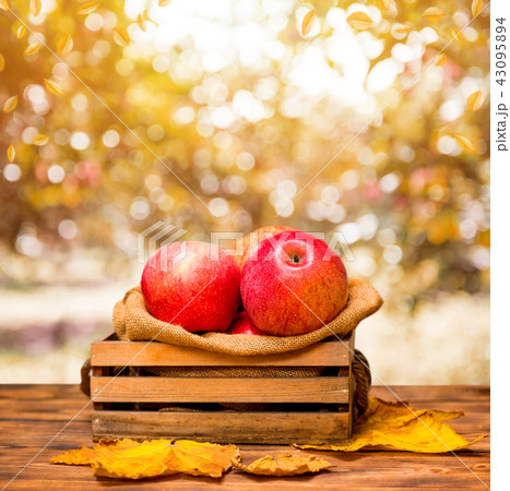 Fall harvest cornucopia. Basket with red apples Fall harvest cornucopia. Basket with red apples 43095894
