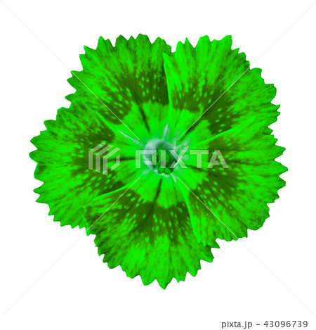 green carnation flower isolated on white 43096739