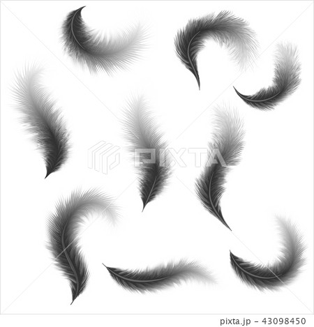 realistic dark feathers 43098450