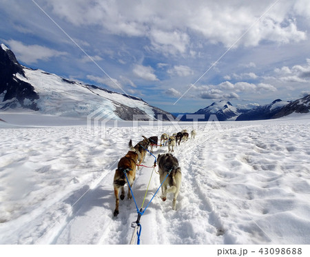 メンデンホール氷河上を走る犬ぞり-1 43098688