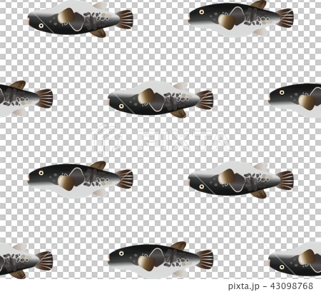 トラフグ 43098768