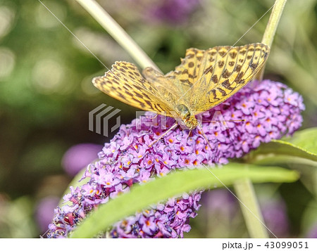 Butterfly in garden. Buddleja davidii, lilac Butterfly in garden. Buddleja davidii, lilac 43099051