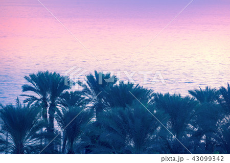 Palm trees near the Sea of Galilee in the morning 43099342