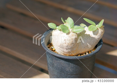 塊根植物 恵比寿笑い 塊根植物 恵比寿笑い 43100000