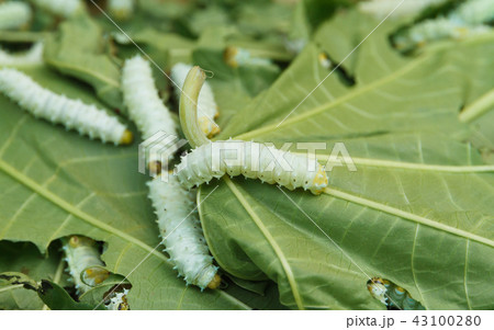 Close up Silkworm eating mulberry castor leaves. 43100280