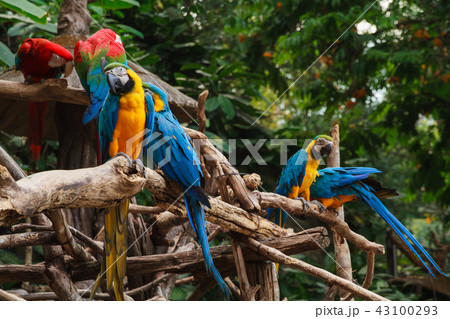 Colorful red and blue macaw perched on a branch. Colorful red and blue macaw perched on a branch. 43100293