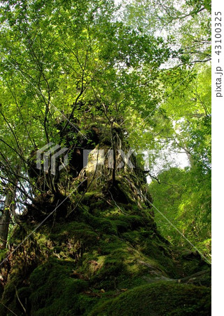 屋久島　屋久杉　屋久杉の森 43100325