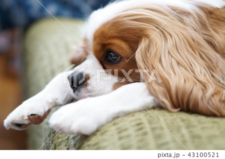 キャバリアのキャバくんシリーズ　見つめる先には 43100521