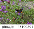 Summer in a full swing. Butterfly. 43100894