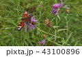 Summer in a full swing. Butterfly on flower. 43100896