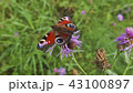 Butterfly on flower.  43100897