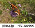Nature beauty. 43100900