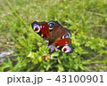 Butterfly peacock. 43100901