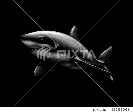 Great White Shark On A Black Background のイラスト素材