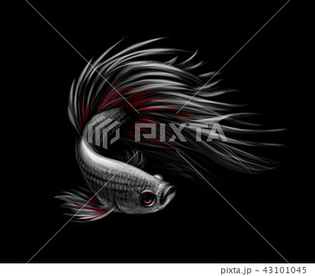 Colourful Betta fish, Siamese fighting fish in movement 43101045