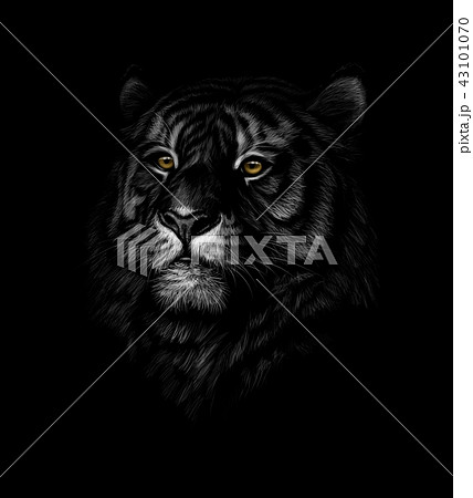 Portrait of a tiger head on a black background Portrait of a tiger head on a black background 43101070