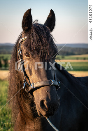Head of a friesian horse with halter.  43101074