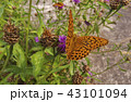 Butterfly close up . 43101094