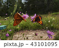 Butterflies dancing. 43101095