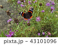 Butterfly on flower. Close up shot. 43101096