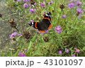 buterfly on flower. summer glow.  43101097