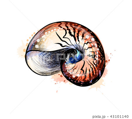 Sea shell from a splash of watercolor, hand drawn sketch 43101140