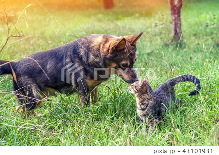 Dog and cat walk in the grass in the garden 43101931