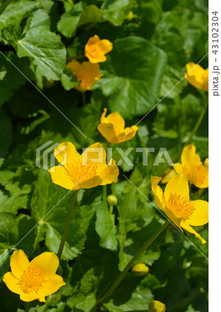 Marsh marigold Marsh marigold 43102304