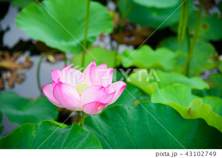 蓮の花 蓮の花 43102749