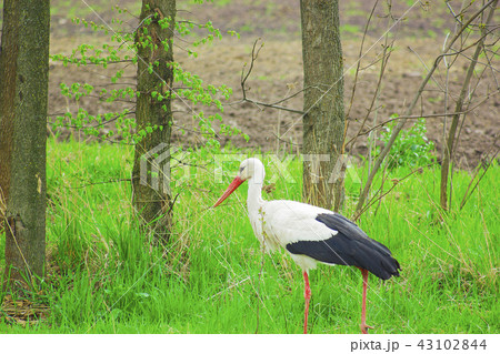 Bird stork with long red beak walks between trees Bird stork with long red beak walks between trees 43102844