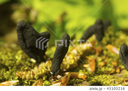 Black mushroom-parasites Xylaria polymorpha 43103216