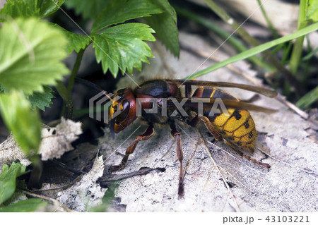 Large European hornet (Vespa crabro) side view 43103221