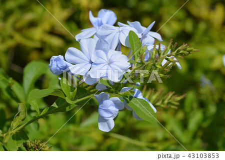 Blue plumbago 43103853