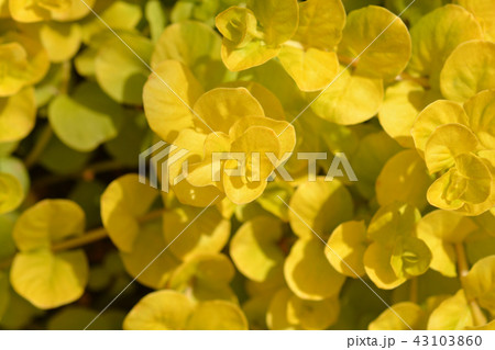 Golden creeping jenny Golden creeping jenny 43103860