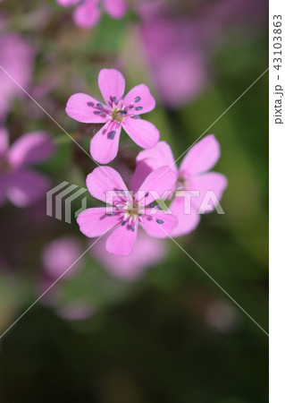 Rock soapwort 43103863
