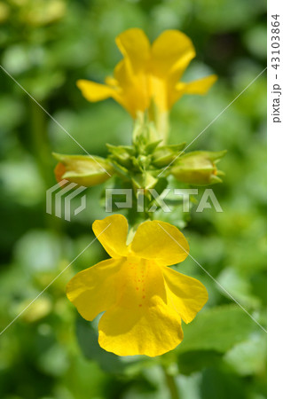 Monkey flower 43103864