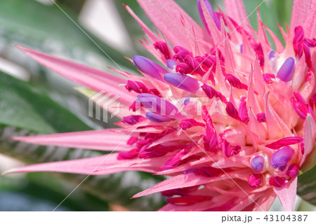 Bromeliad, the tropical colorful flower 43104387
