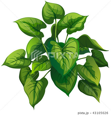 illustration shrub for cartoon  43105026