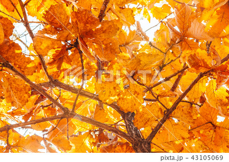 Yellow maple autumn leaves. Gangwon, South Korea Yellow maple autumn leaves. Gangwon, South Korea 43105069