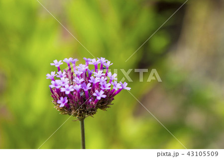 バーベナ・ボナリエンシス 43105509