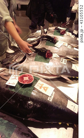 朝の市場マグロ　 43105552