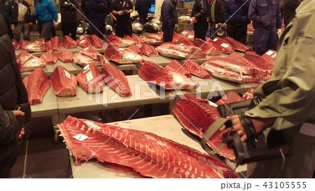 朝の活気ある市場 マグロの切り身セリ 朝の活気ある市場 マグロの切り身セリ 43105555