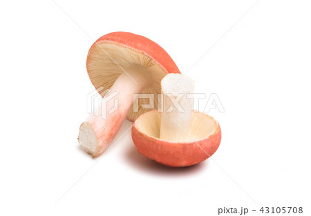 mushrooms russula isolated mushrooms russula isolated 43105708